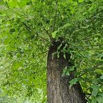 Tilia × europaea Habitat