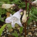 Penstemon digitalis ফুল