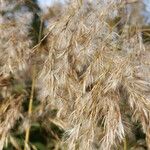 Phragmites australis Frucht