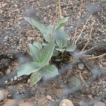 Asclepias latifolia ᱛᱟᱦᱮᱸ