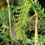 Achillea millefolium 葉