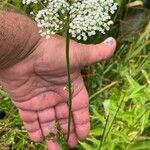 Selinum carvifolia Flor