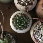 Echeveria minima List