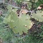 Macleaya microcarpa Leaf