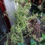 Rhipsalis cereuscula Pokrój