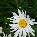 Leucanthemum vulgareFlower