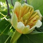 Liriodendron tulipifera Λουλούδι