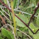 Sinapis arvensis Leaf