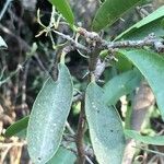 Ximenia caffra 葉