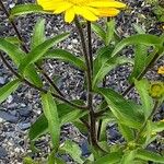 Buphthalmum salicifolium Hábito