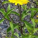 Buphthalmum salicifolium Habitus