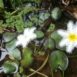 Nymphoides indica 葉