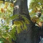 Quercus coccinea 形態