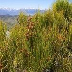 Ephedra viridis Habit