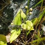 Maianthemum bifolium Облик