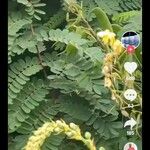 Tidak teridentifikasiLeaf