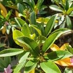 Rhododendron minus Φύλλο