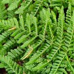 Dryopteris dilatata Blad