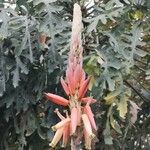 Aloe pretoriensis Blomst