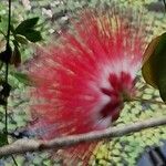 Calliandra tweediei Flower