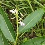 Alpinia nigra Vili