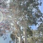 Corymbia citriodora Bark