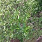 Ficus erecta Alkat (teljes növény)