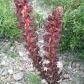 Orobanche variegata 其他