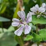 Geranium renardii Flower