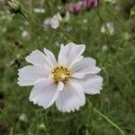 Cosmos bipinnatus Blüte