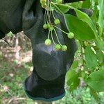 Malus coronaria Fruit