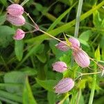 Silene vulgarisŽiedas