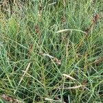 Carex diandra Ffrwyth