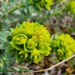 Euphorbia seguieriana Lorea