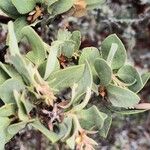 Arctostaphylos columbiana ᱥᱟᱠᱟᱢ