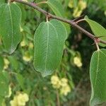 Paliurus spina-christi Leaf