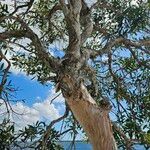 Melaleuca quinquenervia Casca