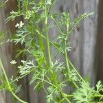 Coriandrum sativum Leaf