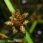 Schoenoplectiella mucronata Ffrwyth