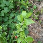 Vaccinium pallidum Leaf