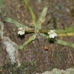 Taeniophyllum fasciola Celota