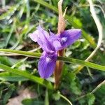 Moraea sisyrinchium Flor