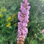 Gymnadenia conopseaFlower