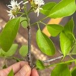 Aspidosperma pyrifolium Folha