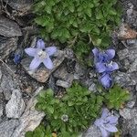 Campanula cenisia Habitatea