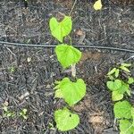 Ipomoea nil Feuille