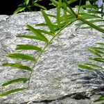 Galega officinalis Blad