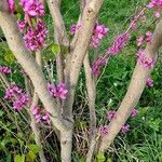 Cercis chinensis 树皮