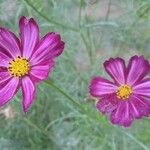 Cosmos bipinnatusFlor