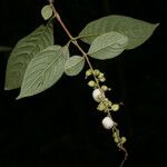Gonzalagunia dicocca Fruit